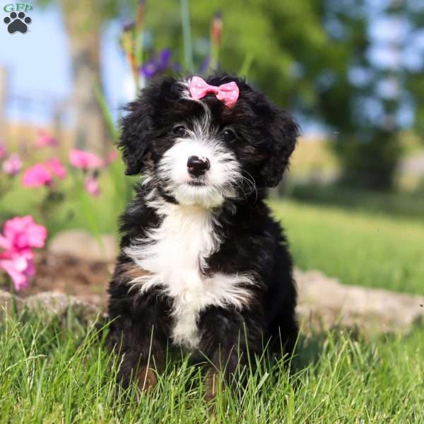 Ashley, Mini Bernedoodle Puppy